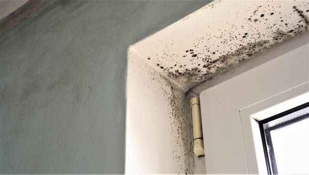 Best Mold Removal for HVAC Installations  in Tillmans Corner, AL