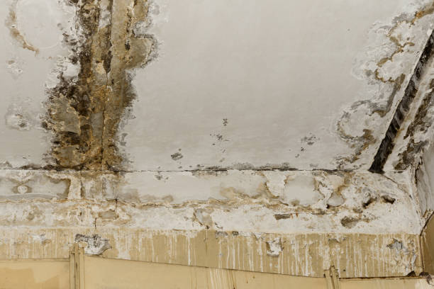 Best Residential Mold Inspection & Testing  in Tillmans Corner, AL