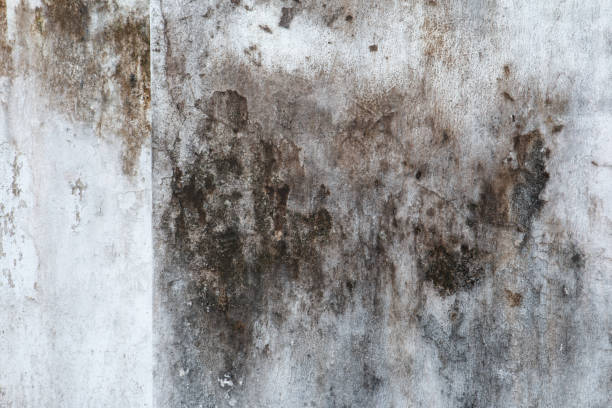 Best Mold Removal for HVAC Installations  in Tillmans Corner, AL