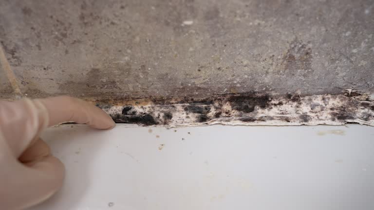 Best Water Damage & Mold Remediation  in Tillmans Corner, AL